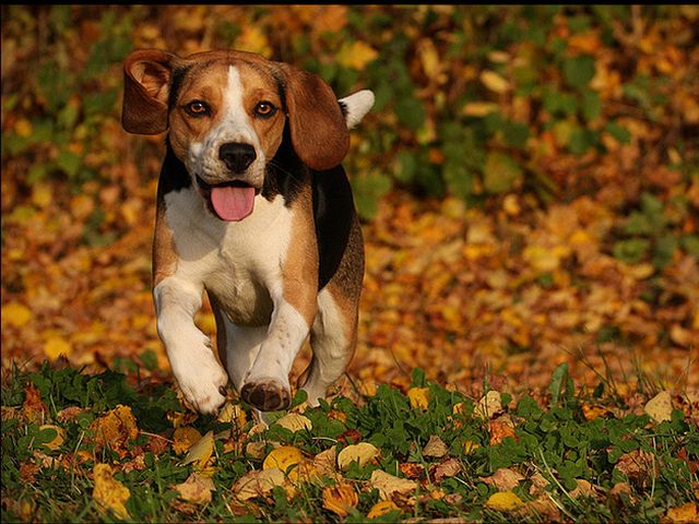 Beagle chases Autumn Leaves Puzzle Spiel 