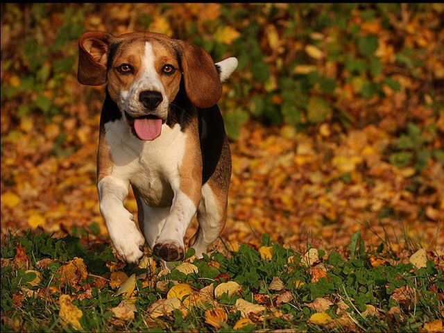 Beagle chases Autumn Leaves - Beautiful picture of a charming dog Beagle, which cheerfully chases the falling autumn leaves. The Beagle is a small-sized breed of a tricolor hound (13 or 15 inch), developed primarily for hunting hare. Due to its great sense of smell and a tracking instinct, the Beagle is employed as detection dog for prohibited import of agricultural and foodstuffs in quarantine. The Beagle is popular as a lovable family pet due to its size, good temper, intelligence, a dog with low maintenance and lack of inherited health problems. - , Beagle, autumn, leaves, leaf, animals, animal, nature, natures, beautiful, picture, pictures, charming, dog, dogs, cheerfully, falling, small-sized, breed, breeds, tricolor, hound, hounds, hunting, hare, hares, sense, senses, smell, tracking, instinct, detection, prohibited, import, agricultural, foodstuffs, quarantine, popular, lovable, family, pet, pets, size, temper, intelligence, maintenance, inherited, health, problems, problem - Beautiful picture of a charming dog Beagle, which cheerfully chases the falling autumn leaves. The Beagle is a small-sized breed of a tricolor hound (13 or 15 inch), developed primarily for hunting hare. Due to its great sense of smell and a tracking instinct, the Beagle is employed as detection dog for prohibited import of agricultural and foodstuffs in quarantine. The Beagle is popular as a lovable family pet due to its size, good temper, intelligence, a dog with low maintenance and lack of inherited health problems. Solve free online Beagle chases Autumn Leaves puzzle games or send Beagle chases Autumn Leaves puzzle game greeting ecards  from puzzles-games.eu.. Beagle chases Autumn Leaves puzzle, puzzles, puzzles games, puzzles-games.eu, puzzle games, online puzzle games, free puzzle games, free online puzzle games, Beagle chases Autumn Leaves free puzzle game, Beagle chases Autumn Leaves online puzzle game, jigsaw puzzles, Beagle chases Autumn Leaves jigsaw puzzle, jigsaw puzzle games, jigsaw puzzles games, Beagle chases Autumn Leaves puzzle game ecard, puzzles games ecards, Beagle chases Autumn Leaves puzzle game greeting ecard