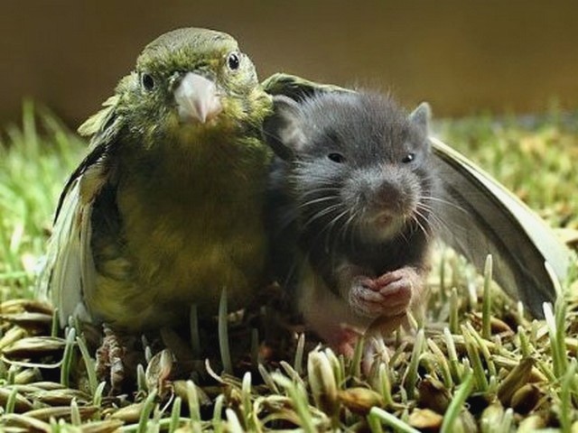 Bird and Mouse puzzle game 