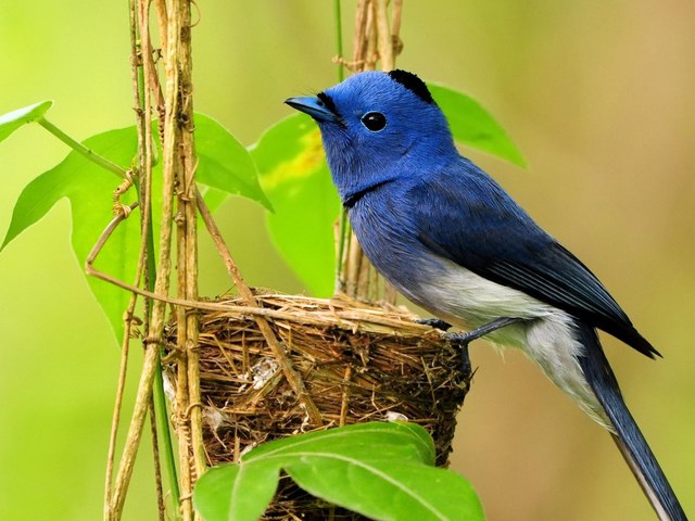 Black-naped Blue Flycatcher Wallpaper - Wallpaper with beautiful Black-naped Blue Flycatcher (Hypothymis azurea), perched on a nest like a shrike. The blue flycatcher is an insectivorous passerine bird, belonging to the family of monarch flycatchers. Males have a distinctive black patch on the head and a narrow black 'necklace'. The Black-naped Monarch is widespread in thick forests of the tropical part of southern Asia, from India and Sri Lanka east to Indonesia and the Philippines. - , black, naped, blue, flycatcher, flycatchers, wallpaper, wallpapers, animals, animal, birds, bird, beautiful, Hypothymis, azurea, nest, nests, shrike, shrikes, insectivorous, passerine, family, families, monarch, males, male, distinctive, black, patch, patches, head, heads, narrow, necklace, necklaces, thick, forests, forest, tropical, part, parts, southern, Asia, India, SriLanka, east, Indonesia, Philippines - Wallpaper with beautiful Black-naped Blue Flycatcher (Hypothymis azurea), perched on a nest like a shrike. The blue flycatcher is an insectivorous passerine bird, belonging to the family of monarch flycatchers. Males have a distinctive black patch on the head and a narrow black 'necklace'. The Black-naped Monarch is widespread in thick forests of the tropical part of southern Asia, from India and Sri Lanka east to Indonesia and the Philippines. Решайте бесплатные онлайн Black-naped Blue Flycatcher Wallpaper пазлы игры или отправьте Black-naped Blue Flycatcher Wallpaper пазл игру приветственную открытку  из puzzles-games.eu.. Black-naped Blue Flycatcher Wallpaper пазл, пазлы, пазлы игры, puzzles-games.eu, пазл игры, онлайн пазл игры, игры пазлы бесплатно, бесплатно онлайн пазл игры, Black-naped Blue Flycatcher Wallpaper бесплатно пазл игра, Black-naped Blue Flycatcher Wallpaper онлайн пазл игра , jigsaw puzzles, Black-naped Blue Flycatcher Wallpaper jigsaw puzzle, jigsaw puzzle games, jigsaw puzzles games, Black-naped Blue Flycatcher Wallpaper пазл игра открытка, пазлы игры открытки, Black-naped Blue Flycatcher Wallpaper пазл игра приветственная открытка