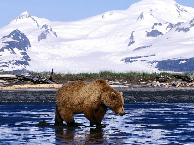 Brown Bear in Alaska - Alaska is the bear country and one of the few places in the world, where all three species of North American bears live, grizzlies, brown bears and polar bears.<br />
An estimated 100,000 brown bears inhabit Alaska.<br />
Brown bears typically live along the southern coastal areas of Alaska and along waterways, where they have access to the seasonally abundant of spawning salmon and a rich array of vegetation they can use as food. <br />
The Katmai National Park and Preserve is one of the premier brown bear viewing areas in the world. It is estimated that about 2,200 brown bears are to inhabit the park. - , brown, bear, bears, Alaska, animals, animal, country, places, place, world, species, specie, North, American, grizzlies, grizzly, polar, southern, coastal, areas, area, waterways, waterway, seasonally, abundant, salmon, rich, vegetation, food, Katmai, National, Park, Preserve, premier, areas - Alaska is the bear country and one of the few places in the world, where all three species of North American bears live, grizzlies, brown bears and polar bears.<br />
An estimated 100,000 brown bears inhabit Alaska.<br />
Brown bears typically live along the southern coastal areas of Alaska and along waterways, where they have access to the seasonally abundant of spawning salmon and a rich array of vegetation they can use as food. <br />
The Katmai National Park and Preserve is one of the premier brown bear viewing areas in the world. It is estimated that about 2,200 brown bears are to inhabit the park. Lösen Sie kostenlose Brown Bear in Alaska Online Puzzle Spiele oder senden Sie Brown Bear in Alaska Puzzle Spiel Gruß ecards  from puzzles-games.eu.. Brown Bear in Alaska puzzle, Rätsel, puzzles, Puzzle Spiele, puzzles-games.eu, puzzle games, Online Puzzle Spiele, kostenlose Puzzle Spiele, kostenlose Online Puzzle Spiele, Brown Bear in Alaska kostenlose Puzzle Spiel, Brown Bear in Alaska Online Puzzle Spiel, jigsaw puzzles, Brown Bear in Alaska jigsaw puzzle, jigsaw puzzle games, jigsaw puzzles games, Brown Bear in Alaska Puzzle Spiel ecard, Puzzles Spiele ecards, Brown Bear in Alaska Puzzle Spiel Gruß ecards