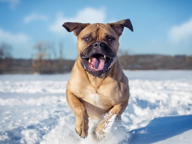 Bullmastiff on Snow Wallpaper - A wallpaper with a friendly Bullmastiff dog running on the snow in a sunny winter day.<br />
This gentle giant is perfect for anyone searching for a loyal guard dog. This breed belongs to the working group and once socialized they can get along with the whole family, kids included. <br />
The confident Bullmastiff is a stocky mix of a Bulldog and a Mastiff. <br />
The official nickname of Bullmastiff is The Gamekeeper’s Watchdog. - , Bullmastiff, snow, wallpaper, wallpapers, animals, animal, friendly, dog, dogs, sunny, winter, day, days, gentle, giant, loyal, guard, guards, breed, group, groups, family, families, kids, kid, confident, stocky, mix, Bulldog, Mastiff, official, nickname, gamekeeper, watchdog - A wallpaper with a friendly Bullmastiff dog running on the snow in a sunny winter day.<br />
This gentle giant is perfect for anyone searching for a loyal guard dog. This breed belongs to the working group and once socialized they can get along with the whole family, kids included. <br />
The confident Bullmastiff is a stocky mix of a Bulldog and a Mastiff. <br />
The official nickname of Bullmastiff is The Gamekeeper’s Watchdog. Решайте бесплатные онлайн Bullmastiff on Snow Wallpaper пазлы игры или отправьте Bullmastiff on Snow Wallpaper пазл игру приветственную открытку  из puzzles-games.eu.. Bullmastiff on Snow Wallpaper пазл, пазлы, пазлы игры, puzzles-games.eu, пазл игры, онлайн пазл игры, игры пазлы бесплатно, бесплатно онлайн пазл игры, Bullmastiff on Snow Wallpaper бесплатно пазл игра, Bullmastiff on Snow Wallpaper онлайн пазл игра , jigsaw puzzles, Bullmastiff on Snow Wallpaper jigsaw puzzle, jigsaw puzzle games, jigsaw puzzles games, Bullmastiff on Snow Wallpaper пазл игра открытка, пазлы игры открытки, Bullmastiff on Snow Wallpaper пазл игра приветственная открытка