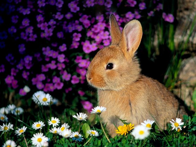 Bunny among Flowers Wallpaper пазл игру 