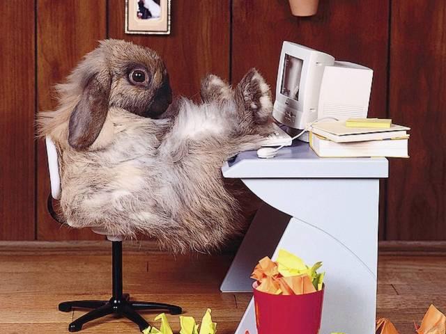 Bunny in the Internet Wallpaper пъзел игра 