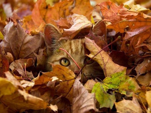 Cat among Fallen Autumn Leaves Wallpaper пазл игру 