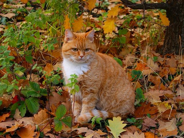 Cat on Background of Autumn Leaves - Lovely photo of picturesque landscape in a park and fluffy red-haired cat, which looks splendid on a background of fallen colorful autumn leaves. - , cat, cats, background, backgrounds, autumn, leaf, animals, animal, nature, natures, season, seasons, lovely, photo, photos, picturesque, landscape, landscapes, park, parks, fluffy, red-haired, splendid, fallen, colorful - Lovely photo of picturesque landscape in a park and fluffy red-haired cat, which looks splendid on a background of fallen colorful autumn leaves. Решайте бесплатные онлайн Cat on Background of Autumn Leaves пазлы игры или отправьте Cat on Background of Autumn Leaves пазл игру приветственную открытку  из puzzles-games.eu.. Cat on Background of Autumn Leaves пазл, пазлы, пазлы игры, puzzles-games.eu, пазл игры, онлайн пазл игры, игры пазлы бесплатно, бесплатно онлайн пазл игры, Cat on Background of Autumn Leaves бесплатно пазл игра, Cat on Background of Autumn Leaves онлайн пазл игра , jigsaw puzzles, Cat on Background of Autumn Leaves jigsaw puzzle, jigsaw puzzle games, jigsaw puzzles games, Cat on Background of Autumn Leaves пазл игра открытка, пазлы игры открытки, Cat on Background of Autumn Leaves пазл игра приветственная открытка