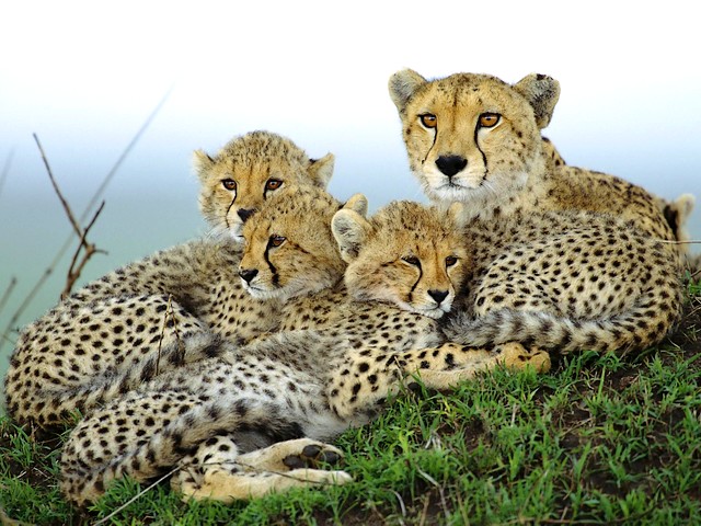 Cheetah Mother with Cubs in Otjitotongwe Farm Namibia Africa puzzle game 
