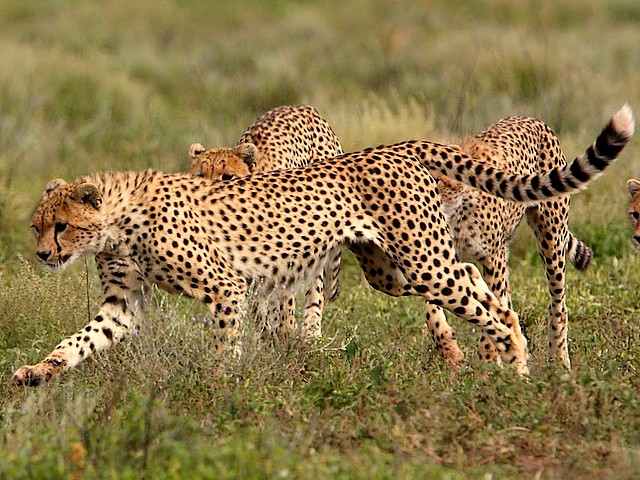 Cheetah in Serengeti National Park Tanzania Africa juego de puzzle 