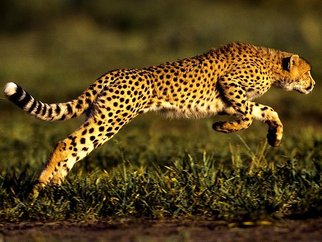 Cheetah the Fastest running Mamal on the Planet Wallpaper - A lovely wallpaper of a regal and strikingly beautiful cheetah (Acnionyx jubatus), the fastest running mamal on the planet. When cheetah detects a prey, accelerates from 0 to 60 miles (96 kilometers) per hour in only three seconds, faster than the most cars. Theese slender animals built for speed, are the fastest, but also most vulnerable of all big cats, because is required a lot of energy and it is difficult to maintain a sprint for a long time. - , cheetah, cheetahs, fastest, running, mamal, planet, planets, wallpaper, wallpapers, animals, animal, places, place, nature, natures, travel, travels, tour, tours, trip, trips, lovely, regal, strikingly, beautiful, Acnionyx, jubatus, prey, preys, miles, mile, kilometers, kilometer, seconds, second, cars, car, slender, speed, speeds, vulnerable, big, cats, cat, energy, energies, sprint, sprints, time, times - A lovely wallpaper of a regal and strikingly beautiful cheetah (Acnionyx jubatus), the fastest running mamal on the planet. When cheetah detects a prey, accelerates from 0 to 60 miles (96 kilometers) per hour in only three seconds, faster than the most cars. Theese slender animals built for speed, are the fastest, but also most vulnerable of all big cats, because is required a lot of energy and it is difficult to maintain a sprint for a long time. Lösen Sie kostenlose Cheetah the Fastest running Mamal on the Planet Wallpaper Online Puzzle Spiele oder senden Sie Cheetah the Fastest running Mamal on the Planet Wallpaper Puzzle Spiel Gruß ecards  from puzzles-games.eu.. Cheetah the Fastest running Mamal on the Planet Wallpaper puzzle, Rätsel, puzzles, Puzzle Spiele, puzzles-games.eu, puzzle games, Online Puzzle Spiele, kostenlose Puzzle Spiele, kostenlose Online Puzzle Spiele, Cheetah the Fastest running Mamal on the Planet Wallpaper kostenlose Puzzle Spiel, Cheetah the Fastest running Mamal on the Planet Wallpaper Online Puzzle Spiel, jigsaw puzzles, Cheetah the Fastest running Mamal on the Planet Wallpaper jigsaw puzzle, jigsaw puzzle games, jigsaw puzzles games, Cheetah the Fastest running Mamal on the Planet Wallpaper Puzzle Spiel ecard, Puzzles Spiele ecards, Cheetah the Fastest running Mamal on the Planet Wallpaper Puzzle Spiel Gruß ecards