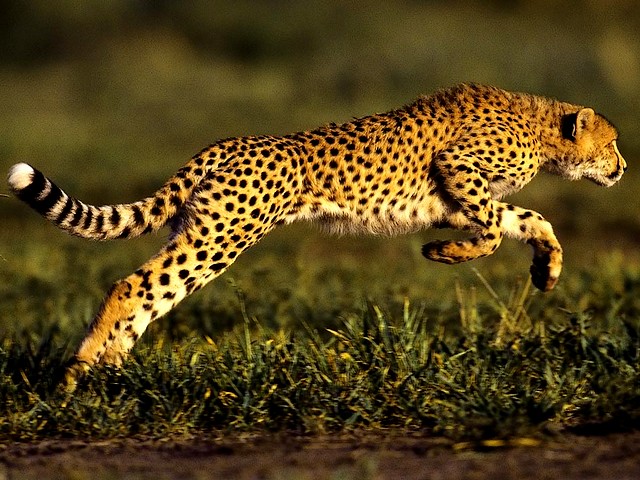 Cheetah the Fastest running Mamal on the Planet Wallpaper пъзел игра 