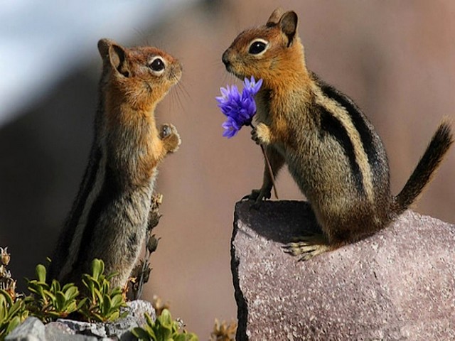Chipmunk in Love - Spring is here again and a cute chipmunk in love express its feelings with flowers, as if says 'I give you this because I love you'.<br />
Who said that animals can’t understand love? <br />
Feelings of love and empathy are not exclusively human. Animals do not talk about them, they just love. - , chipmunk, chipmunks, love, animals, animal, spring, cute, feelings, feeling, flowers, flower, empathy, exclusively, human - Spring is here again and a cute chipmunk in love express its feelings with flowers, as if says 'I give you this because I love you'.<br />
Who said that animals can’t understand love? <br />
Feelings of love and empathy are not exclusively human. Animals do not talk about them, they just love. Решайте бесплатные онлайн Chipmunk in Love пазлы игры или отправьте Chipmunk in Love пазл игру приветственную открытку  из puzzles-games.eu.. Chipmunk in Love пазл, пазлы, пазлы игры, puzzles-games.eu, пазл игры, онлайн пазл игры, игры пазлы бесплатно, бесплатно онлайн пазл игры, Chipmunk in Love бесплатно пазл игра, Chipmunk in Love онлайн пазл игра , jigsaw puzzles, Chipmunk in Love jigsaw puzzle, jigsaw puzzle games, jigsaw puzzles games, Chipmunk in Love пазл игра открытка, пазлы игры открытки, Chipmunk in Love пазл игра приветственная открытка