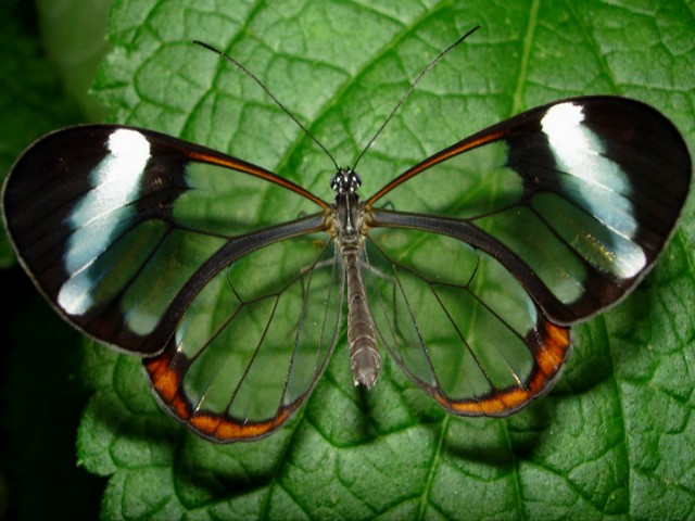 Clearwing Butterfly - An ethereal and delicate Clearwing (Glasswing) butterfly from an Ithomiid family. Clearwing butterflies, known as the Ithomiinae, are beautiful and deadly butterflies inhabiting the tropical forest. Most of the species have no pigmented scales on their wings, which makes the wings of others butterflies so colorful. This transparency renders the clearwing butterflies elusive. They are native to the Amazon, Mexico and Central America. Clearwing butterfly feeds on flowers full of pyrrolizidine alkaloid toxins, because of which the predators avoid Ithomiid. Pyrrolizidine alkaloids may damage the liver and cause death in some cases. - , Clearwing, butterfly, butterflies, animals, animal, ethereal, delicate, Glasswing, Ithomiid, family, families, Ithomiinae, deadly, tropical, forest, species, pigmented, scales, wings, wing, colorful, transparency, elusive, Amazon, Mexico, Central, America, flowers, flower, pyrrolizidine, alkaloid, toxins, predators, predator, liver, death, cases, case - An ethereal and delicate Clearwing (Glasswing) butterfly from an Ithomiid family. Clearwing butterflies, known as the Ithomiinae, are beautiful and deadly butterflies inhabiting the tropical forest. Most of the species have no pigmented scales on their wings, which makes the wings of others butterflies so colorful. This transparency renders the clearwing butterflies elusive. They are native to the Amazon, Mexico and Central America. Clearwing butterfly feeds on flowers full of pyrrolizidine alkaloid toxins, because of which the predators avoid Ithomiid. Pyrrolizidine alkaloids may damage the liver and cause death in some cases. Resuelve rompecabezas en línea gratis Clearwing Butterfly juegos puzzle o enviar Clearwing Butterfly juego de puzzle tarjetas electrónicas de felicitación  de puzzles-games.eu.. Clearwing Butterfly puzzle, puzzles, rompecabezas juegos, puzzles-games.eu, juegos de puzzle, juegos en línea del rompecabezas, juegos gratis puzzle, juegos en línea gratis rompecabezas, Clearwing Butterfly juego de puzzle gratuito, Clearwing Butterfly juego de rompecabezas en línea, jigsaw puzzles, Clearwing Butterfly jigsaw puzzle, jigsaw puzzle games, jigsaw puzzles games, Clearwing Butterfly rompecabezas de juego tarjeta electrónica, juegos de puzzles tarjetas electrónicas, Clearwing Butterfly puzzle tarjeta electrónica de felicitación