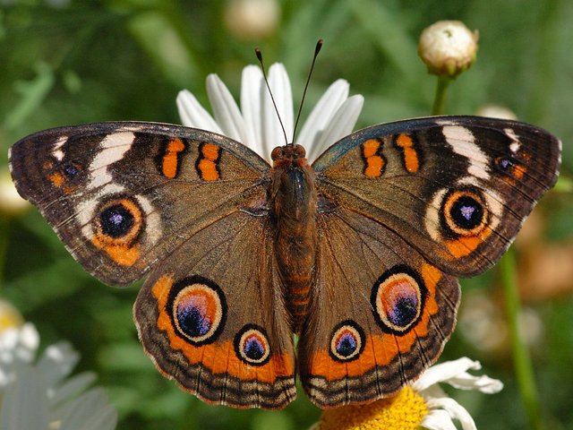 Common Buckeye Butterfly Puzzle Spiel 