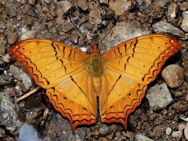 Common Cruiser Butterfly Male Puzzle Spiel 