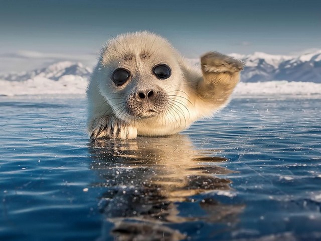 Cute Baikal Seal Puppy пъзел игра 