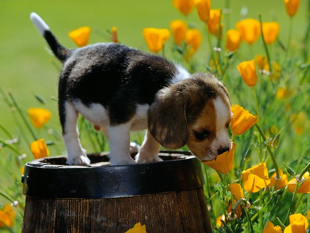 Cute Beagle and Spring Flower Wallpaper Puzzle Spiel 