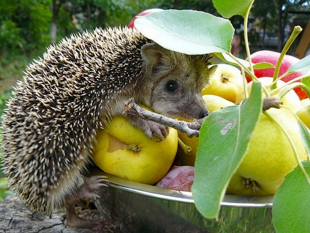 Cute Hedgehog puzzle game 