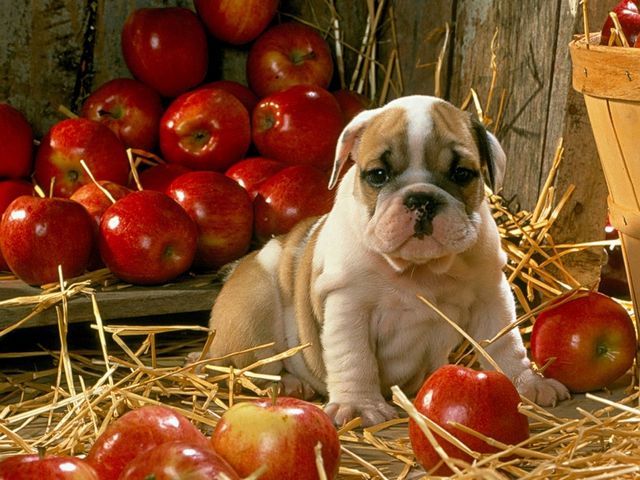 Cute Puppy among Apples puzzle game 