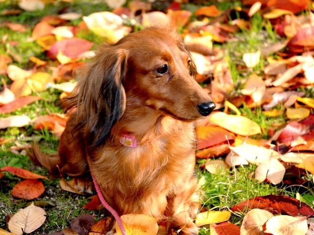Dachshund on Autumn Carpet Wallpaper - Beautiful wallpaper with an adorable long-haired dachshund sitting on an autumn carpet. The standard size dachshund was breed for chase of badgers, while the miniature dachshund to hunt rabbits, foxes and other small prey, for locating wounded deers and in 'packs' for wild boars. The name 'dachshund' in German means a 'badger dog', but is more commonly known as Dackel or Teckel. Because of the long body, the nickname of this breed is a 'wiener dog' or 'sausage dog'. - , dachshund, dachshunds, autumn, carpet, carpets, wallpaper, wallpapers, animals, animal, beautiful, adorable, long-haired, standard, size, sizes, breed, chase, badgers, badger, miniature, rabbits, rabbit, foxes, fox, small, prey, wounded, deers, deer, packs, pack, wild, boars, boar, name, names, German, dackel, teckel, long, body, bodies, nickname, nicknames, wiener, wieners, sausage, sausages - Beautiful wallpaper with an adorable long-haired dachshund sitting on an autumn carpet. The standard size dachshund was breed for chase of badgers, while the miniature dachshund to hunt rabbits, foxes and other small prey, for locating wounded deers and in 'packs' for wild boars. The name 'dachshund' in German means a 'badger dog', but is more commonly known as Dackel or Teckel. Because of the long body, the nickname of this breed is a 'wiener dog' or 'sausage dog'. Resuelve rompecabezas en línea gratis Dachshund on Autumn Carpet Wallpaper juegos puzzle o enviar Dachshund on Autumn Carpet Wallpaper juego de puzzle tarjetas electrónicas de felicitación  de puzzles-games.eu.. Dachshund on Autumn Carpet Wallpaper puzzle, puzzles, rompecabezas juegos, puzzles-games.eu, juegos de puzzle, juegos en línea del rompecabezas, juegos gratis puzzle, juegos en línea gratis rompecabezas, Dachshund on Autumn Carpet Wallpaper juego de puzzle gratuito, Dachshund on Autumn Carpet Wallpaper juego de rompecabezas en línea, jigsaw puzzles, Dachshund on Autumn Carpet Wallpaper jigsaw puzzle, jigsaw puzzle games, jigsaw puzzles games, Dachshund on Autumn Carpet Wallpaper rompecabezas de juego tarjeta electrónica, juegos de puzzles tarjetas electrónicas, Dachshund on Autumn Carpet Wallpaper puzzle tarjeta electrónica de felicitación
