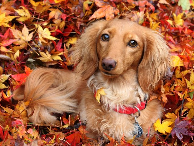 Dachshund surrounded by Autumn Leaves Wallpaper puzzle game 