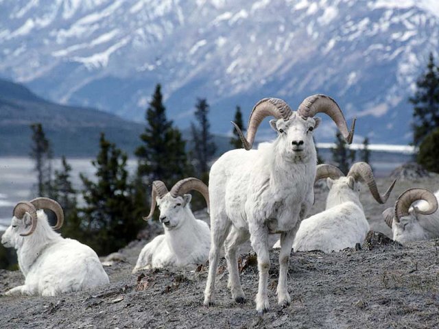 Dall Sheep Denali National Park Alaska Puzzle Spiel 