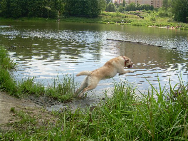 Dog Hunter juego de puzzle 