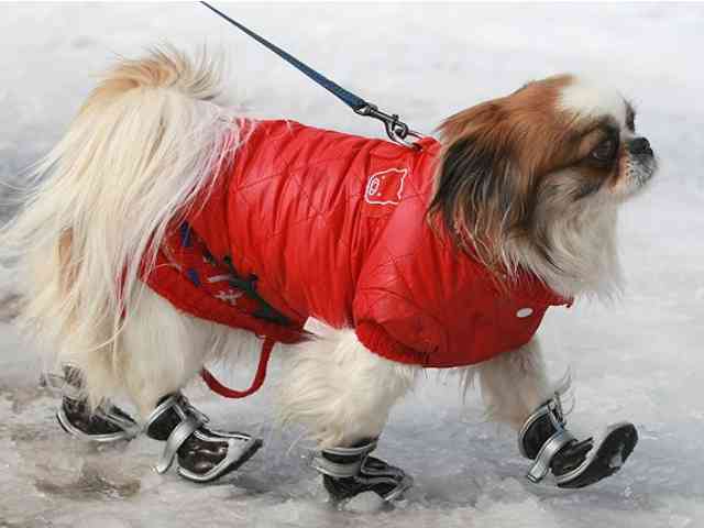 Dog with Boots - Dog with boots walking on the snow. - , Dog, with, Boots, animals, animal, dogs - Dog with boots walking on the snow. Lösen Sie kostenlose Dog with Boots Online Puzzle Spiele oder senden Sie Dog with Boots Puzzle Spiel Gruß ecards  from puzzles-games.eu.. Dog with Boots puzzle, Rätsel, puzzles, Puzzle Spiele, puzzles-games.eu, puzzle games, Online Puzzle Spiele, kostenlose Puzzle Spiele, kostenlose Online Puzzle Spiele, Dog with Boots kostenlose Puzzle Spiel, Dog with Boots Online Puzzle Spiel, jigsaw puzzles, Dog with Boots jigsaw puzzle, jigsaw puzzle games, jigsaw puzzles games, Dog with Boots Puzzle Spiel ecard, Puzzles Spiele ecards, Dog with Boots Puzzle Spiel Gruß ecards