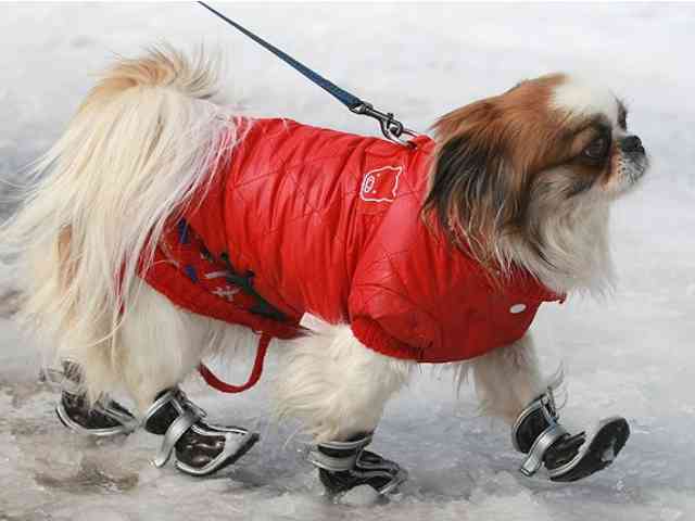 Dog with Boots пъзел игра 