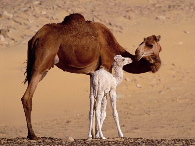 Dromedary Mother and Calf Sahara Egypt Wallpaper juego de puzzle 