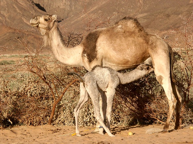 Dromedary Mother breastfeeding Calf Sahara Egypt Wallpaper - A lovely wallpaper of a dromedary mother at desert Sahara, Egypt, which is breastfeeding its calf (baby camel). The milk of the camel is an complete food, which allows herders to survive solely on milk, when are with camels to pasture in the desert. It is rich in vitamins, minerals, proteins and immunoglobins, with less fat and cholesterol than cow's milk. - , dromedary, dromedaries, mother, mothers, calf, calves, calfs, Sahara, Egypt, animals, animal, catoons, cartoon, places, place, travel, travels, tour, tours, trip, trips, lovely, desert, deserts, baby, babies, camel, camels, milk, milks, complete, food, foods, herders, solely, pasture, pastures, vitamins, vitamin, minerals, mineral, proteins, protein, immunoglobins, fat, fats, cholesterol, cow, cows - A lovely wallpaper of a dromedary mother at desert Sahara, Egypt, which is breastfeeding its calf (baby camel). The milk of the camel is an complete food, which allows herders to survive solely on milk, when are with camels to pasture in the desert. It is rich in vitamins, minerals, proteins and immunoglobins, with less fat and cholesterol than cow's milk. Solve free online Dromedary Mother breastfeeding Calf Sahara Egypt Wallpaper puzzle games or send Dromedary Mother breastfeeding Calf Sahara Egypt Wallpaper puzzle game greeting ecards  from puzzles-games.eu.. Dromedary Mother breastfeeding Calf Sahara Egypt Wallpaper puzzle, puzzles, puzzles games, puzzles-games.eu, puzzle games, online puzzle games, free puzzle games, free online puzzle games, Dromedary Mother breastfeeding Calf Sahara Egypt Wallpaper free puzzle game, Dromedary Mother breastfeeding Calf Sahara Egypt Wallpaper online puzzle game, jigsaw puzzles, Dromedary Mother breastfeeding Calf Sahara Egypt Wallpaper jigsaw puzzle, jigsaw puzzle games, jigsaw puzzles games, Dromedary Mother breastfeeding Calf Sahara Egypt Wallpaper puzzle game ecard, puzzles games ecards, Dromedary Mother breastfeeding Calf Sahara Egypt Wallpaper puzzle game greeting ecard