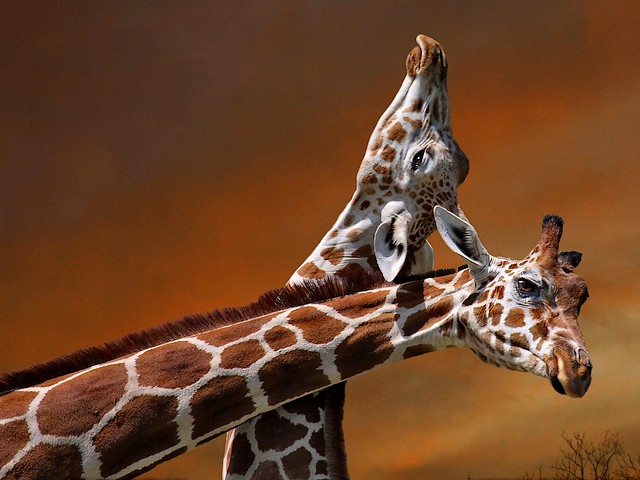 Giraffes Mother and Calf South Africa Wallpaper - A wallpaper of giraffes from South Africa, with a lovely and tender scene between the mother and her calf, which are exchanging necking with theirs necks. The length of the neck is a result from the disproportionate elongation of the cervical vertebrae and helps the giraffes to feed more efficiently, reaching nutrients wich theirs competitors could not. - , giraffes, giraffe, mother, mothers, calf, calves, South, Africa, animals, animal, places, place, nature, natures, travel, travels, tour, tours, trip, trips, lovely, tender, scene, scenes, necking, necks, neck, length, result, results, disproportionate, elongation, elongations, cervical, vertebrae, vertebra, efficiently, nutrients, nutrient, competitors, competitor - A wallpaper of giraffes from South Africa, with a lovely and tender scene between the mother and her calf, which are exchanging necking with theirs necks. The length of the neck is a result from the disproportionate elongation of the cervical vertebrae and helps the giraffes to feed more efficiently, reaching nutrients wich theirs competitors could not. Lösen Sie kostenlose Giraffes Mother and Calf South Africa Wallpaper Online Puzzle Spiele oder senden Sie Giraffes Mother and Calf South Africa Wallpaper Puzzle Spiel Gruß ecards  from puzzles-games.eu.. Giraffes Mother and Calf South Africa Wallpaper puzzle, Rätsel, puzzles, Puzzle Spiele, puzzles-games.eu, puzzle games, Online Puzzle Spiele, kostenlose Puzzle Spiele, kostenlose Online Puzzle Spiele, Giraffes Mother and Calf South Africa Wallpaper kostenlose Puzzle Spiel, Giraffes Mother and Calf South Africa Wallpaper Online Puzzle Spiel, jigsaw puzzles, Giraffes Mother and Calf South Africa Wallpaper jigsaw puzzle, jigsaw puzzle games, jigsaw puzzles games, Giraffes Mother and Calf South Africa Wallpaper Puzzle Spiel ecard, Puzzles Spiele ecards, Giraffes Mother and Calf South Africa Wallpaper Puzzle Spiel Gruß ecards