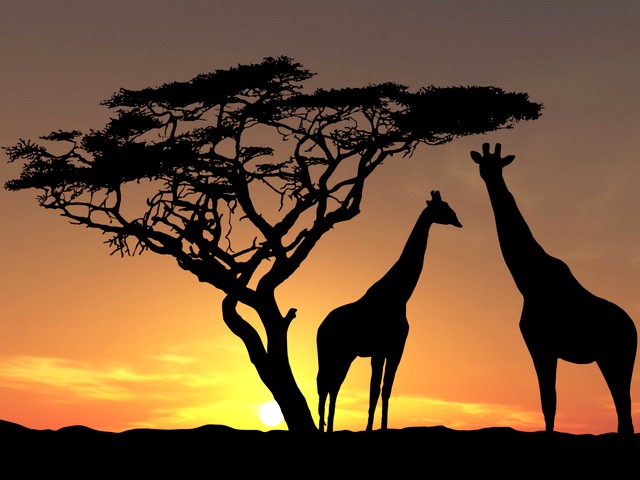 Giraffes Shadows at Sunset in Savanna Africa Wallpaper - Wallpaper with beautiful shadows of giraffes under an acacia at sunset in the Savanna of Africa, the hottest continent on the earth. - , giraffes, giraffe, shadows, shadow, sunset, sunsets, savanna, savannas, savannah, savannahs, Africa, wallpaper, wallpapers, animals, animal, cartoons, cartoon, places, place, nature, natures, travel, travels, tour, tours, trip, trips, beautiful, acacia, acacias, hottest, continent, continents, earth, earths - Wallpaper with beautiful shadows of giraffes under an acacia at sunset in the Savanna of Africa, the hottest continent on the earth. Lösen Sie kostenlose Giraffes Shadows at Sunset in Savanna Africa Wallpaper Online Puzzle Spiele oder senden Sie Giraffes Shadows at Sunset in Savanna Africa Wallpaper Puzzle Spiel Gruß ecards  from puzzles-games.eu.. Giraffes Shadows at Sunset in Savanna Africa Wallpaper puzzle, Rätsel, puzzles, Puzzle Spiele, puzzles-games.eu, puzzle games, Online Puzzle Spiele, kostenlose Puzzle Spiele, kostenlose Online Puzzle Spiele, Giraffes Shadows at Sunset in Savanna Africa Wallpaper kostenlose Puzzle Spiel, Giraffes Shadows at Sunset in Savanna Africa Wallpaper Online Puzzle Spiel, jigsaw puzzles, Giraffes Shadows at Sunset in Savanna Africa Wallpaper jigsaw puzzle, jigsaw puzzle games, jigsaw puzzles games, Giraffes Shadows at Sunset in Savanna Africa Wallpaper Puzzle Spiel ecard, Puzzles Spiele ecards, Giraffes Shadows at Sunset in Savanna Africa Wallpaper Puzzle Spiel Gruß ecards
