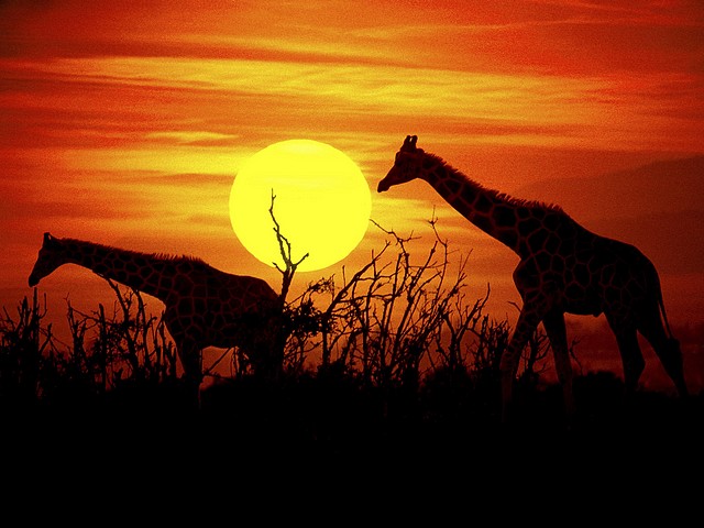 Giraffes at the Savanna of Kenya Africa Wallpaper - A beautiful wallpaper with giraffes on the grazing at the Savanna of Kenya, Africa, an ecosystem with grasslands and small trees, mostly acacia, a transitional zone between rainforest and the Sahara desert. - , giraffes, giraffe, savanna, savannah, Kenya, Africa, wallpaper, wallpapers, animals, animal, places, place, nature, natures, travel, travels, tour, tours, trip, trips, beautiful, grazing, ecosystem, ecosystems, small, trees, tree, mostly, acacia, transitional, zone, zones, rainforest, rainforests, Sahara, desert, deserts - A beautiful wallpaper with giraffes on the grazing at the Savanna of Kenya, Africa, an ecosystem with grasslands and small trees, mostly acacia, a transitional zone between rainforest and the Sahara desert. Solve free online Giraffes at the Savanna of Kenya Africa Wallpaper puzzle games or send Giraffes at the Savanna of Kenya Africa Wallpaper puzzle game greeting ecards  from puzzles-games.eu.. Giraffes at the Savanna of Kenya Africa Wallpaper puzzle, puzzles, puzzles games, puzzles-games.eu, puzzle games, online puzzle games, free puzzle games, free online puzzle games, Giraffes at the Savanna of Kenya Africa Wallpaper free puzzle game, Giraffes at the Savanna of Kenya Africa Wallpaper online puzzle game, jigsaw puzzles, Giraffes at the Savanna of Kenya Africa Wallpaper jigsaw puzzle, jigsaw puzzle games, jigsaw puzzles games, Giraffes at the Savanna of Kenya Africa Wallpaper puzzle game ecard, puzzles games ecards, Giraffes at the Savanna of Kenya Africa Wallpaper puzzle game greeting ecard