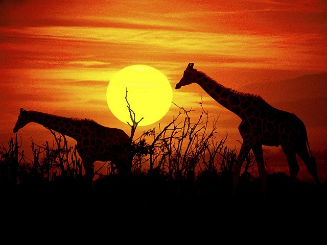 Giraffes at the Savanna of Kenya Africa Wallpaper пазл игру 
