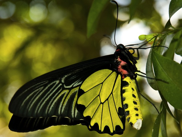 Goliath Birdwing Butterfly Male puzzle game 