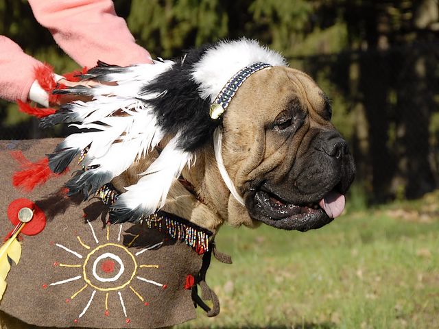 Halloween Costume Bullmastiff Dog as Commando Puzzle Spiel 