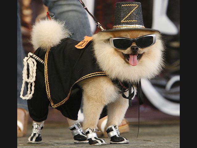 Halloween Costume Pomeranian Dog as Zorro Quezon City Philippines puzzle game 