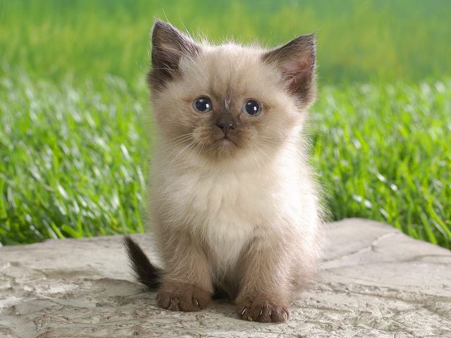 Himalayan Kitten пазл игру 