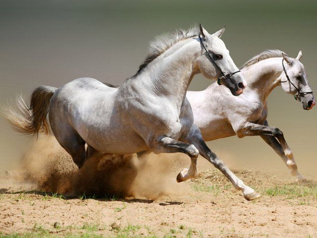 Horses Galloping White Stallions Wallpaper - Wallpaper of galloping white stallions, the most beautiful and amazing creatures on our planet, a rare combination of a divine beauty and power. The 'gallop' is a gait of the thoroughbred horses at classic race, when in a short sprint of a quarter mile the speed of galloping is approaching 55 miles per hour (89 km/h). - , horses, horse, galloping, white, stallions, stallion, wallpaper, wallpapers, animals, animal, beautiful, amazing, creatures, creature, planet, planets, rare, combination, combinations, divine, beauty, beauties, power, powers, gallop, gait, gaits, thoroughbred, classic, race, races, sprint, sprints, mile, miles, speed, speeds, hour, hours - Wallpaper of galloping white stallions, the most beautiful and amazing creatures on our planet, a rare combination of a divine beauty and power. The 'gallop' is a gait of the thoroughbred horses at classic race, when in a short sprint of a quarter mile the speed of galloping is approaching 55 miles per hour (89 km/h). Lösen Sie kostenlose Horses Galloping White Stallions Wallpaper Online Puzzle Spiele oder senden Sie Horses Galloping White Stallions Wallpaper Puzzle Spiel Gruß ecards  from puzzles-games.eu.. Horses Galloping White Stallions Wallpaper puzzle, Rätsel, puzzles, Puzzle Spiele, puzzles-games.eu, puzzle games, Online Puzzle Spiele, kostenlose Puzzle Spiele, kostenlose Online Puzzle Spiele, Horses Galloping White Stallions Wallpaper kostenlose Puzzle Spiel, Horses Galloping White Stallions Wallpaper Online Puzzle Spiel, jigsaw puzzles, Horses Galloping White Stallions Wallpaper jigsaw puzzle, jigsaw puzzle games, jigsaw puzzles games, Horses Galloping White Stallions Wallpaper Puzzle Spiel ecard, Puzzles Spiele ecards, Horses Galloping White Stallions Wallpaper Puzzle Spiel Gruß ecards