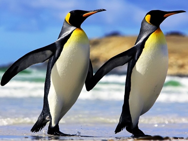 King Penguins on Falkland Islands puzzle game 