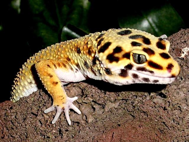 Leopard Gecko South Asia пъзел игра 