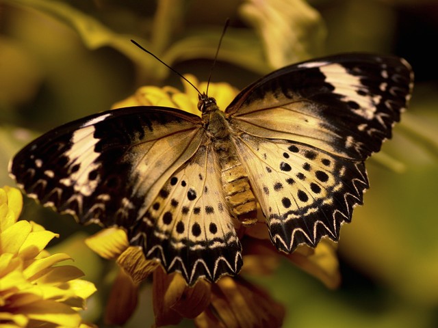 Leopard Lacewing Butterfly Female пазл игру 