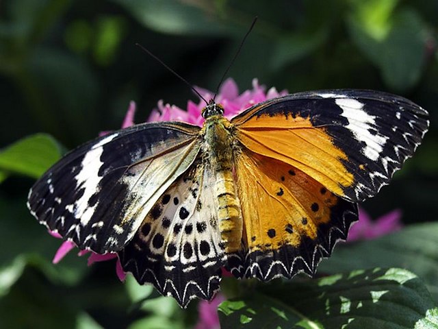 Leopard Lacewing Gynandromorph Butterfly - Amazing picture of an extremely rare butterfly Leopard Lacewing (Cethosia cyane) with both male and female markings. The scientific definition for an insect that exhibits female and male characteristics at the same time is a 'gynandromorph'.<br />
Gynandromorphism is an anomaly of the body, which arise from genetic mistake, formed during early embryonic cell division, due to a loss of a chromosome, when large areas of the body are with visually different signs. The right half of this Leopard Lacewing butterfly contains orange, black and white markings of the male, while the other wing is colored in the typical paler color of the female. - , Leopard, Lacewing, Gynandromorph, butterfly, butterflies, animals, animal, amazing, picture, pictures, extremely, rare, Cethosia, cyane, male, males, female, females, markings, marking, scientific, definition, definitions, insect, insects, characteristics, characteristic, time, gynandromorphism, anomaly, body, bodies, genetic, mistake, mistakes, embryonic, division, chromosome, areas, area, visual, signs, sign, right, half, orange, black, white, wing, wings, typical, pale, color - Amazing picture of an extremely rare butterfly Leopard Lacewing (Cethosia cyane) with both male and female markings. The scientific definition for an insect that exhibits female and male characteristics at the same time is a 'gynandromorph'.<br />
Gynandromorphism is an anomaly of the body, which arise from genetic mistake, formed during early embryonic cell division, due to a loss of a chromosome, when large areas of the body are with visually different signs. The right half of this Leopard Lacewing butterfly contains orange, black and white markings of the male, while the other wing is colored in the typical paler color of the female. Lösen Sie kostenlose Leopard Lacewing Gynandromorph Butterfly Online Puzzle Spiele oder senden Sie Leopard Lacewing Gynandromorph Butterfly Puzzle Spiel Gruß ecards  from puzzles-games.eu.. Leopard Lacewing Gynandromorph Butterfly puzzle, Rätsel, puzzles, Puzzle Spiele, puzzles-games.eu, puzzle games, Online Puzzle Spiele, kostenlose Puzzle Spiele, kostenlose Online Puzzle Spiele, Leopard Lacewing Gynandromorph Butterfly kostenlose Puzzle Spiel, Leopard Lacewing Gynandromorph Butterfly Online Puzzle Spiel, jigsaw puzzles, Leopard Lacewing Gynandromorph Butterfly jigsaw puzzle, jigsaw puzzle games, jigsaw puzzles games, Leopard Lacewing Gynandromorph Butterfly Puzzle Spiel ecard, Puzzles Spiele ecards, Leopard Lacewing Gynandromorph Butterfly Puzzle Spiel Gruß ecards