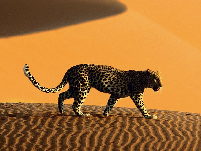 Leopard crosses Sand Dunes of Sossusvlei Park Namibia Africa - Leopard crosses the giant sand dunes of Sossusvlei Park in the heart of the Namibia desert, Africa, with a surface which is permanently changed by the wind. Some of dunes reach a height of 300 meters and are the highest in the world. - , leopard, leopards, sand, dunes, dune, Sossusvlei, park, parks, Namibia, Africa, animals, animal, places, place, nature, natures, travel, travels, tour, tours, trip, trips, giant, heart, hearts, desert, deserts, surface, surfaces, permanently, wind, winds, height, of, 300, meters, meter, metres, metre, highest, world, worlds - Leopard crosses the giant sand dunes of Sossusvlei Park in the heart of the Namibia desert, Africa, with a surface which is permanently changed by the wind. Some of dunes reach a height of 300 meters and are the highest in the world. Lösen Sie kostenlose Leopard crosses Sand Dunes of Sossusvlei Park Namibia Africa Online Puzzle Spiele oder senden Sie Leopard crosses Sand Dunes of Sossusvlei Park Namibia Africa Puzzle Spiel Gruß ecards  from puzzles-games.eu.. Leopard crosses Sand Dunes of Sossusvlei Park Namibia Africa puzzle, Rätsel, puzzles, Puzzle Spiele, puzzles-games.eu, puzzle games, Online Puzzle Spiele, kostenlose Puzzle Spiele, kostenlose Online Puzzle Spiele, Leopard crosses Sand Dunes of Sossusvlei Park Namibia Africa kostenlose Puzzle Spiel, Leopard crosses Sand Dunes of Sossusvlei Park Namibia Africa Online Puzzle Spiel, jigsaw puzzles, Leopard crosses Sand Dunes of Sossusvlei Park Namibia Africa jigsaw puzzle, jigsaw puzzle games, jigsaw puzzles games, Leopard crosses Sand Dunes of Sossusvlei Park Namibia Africa Puzzle Spiel ecard, Puzzles Spiele ecards, Leopard crosses Sand Dunes of Sossusvlei Park Namibia Africa Puzzle Spiel Gruß ecards