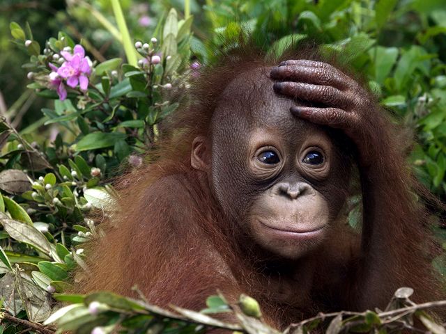 Little Orangutan Wallpaper пазл игру 