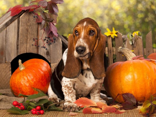 Lonely Basset Hound Wallpaper пазл игру 