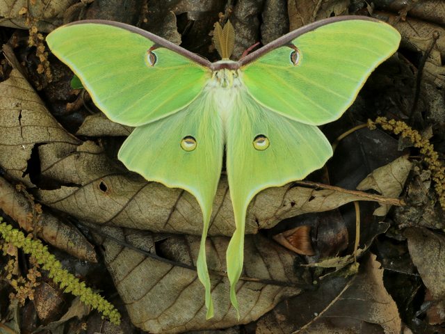 Luna Moth - The Luna moth (Actias luna) with a wingspan of up to 114 mm is one of the largest moths, widespread in North America, northern Mexico, from Quebec to Nova Scotia in Canada, as far south as central Florida. The Luna moth is a lime-green, Nearctic Saturniid moth in the family Saturniidae, which appears more commonly at night, with long pointed hind wings and eye spots on them in order to confuse potential predators. The adults do not eat and live approximately one week solely to mate. - , Luna, moth, moths, animals, animal, Actias, wingspan, North, America, northern, Mexico, Quebec, Nova, Scottia, Canada, south, central, Florida, lime, green, Nearctic, Saturniid, family, families, Saturniidae, night, pointed, hind, wings, wing, eye, spots, spot, potential, predators, predator, adults, adult, week, weeks - The Luna moth (Actias luna) with a wingspan of up to 114 mm is one of the largest moths, widespread in North America, northern Mexico, from Quebec to Nova Scotia in Canada, as far south as central Florida. The Luna moth is a lime-green, Nearctic Saturniid moth in the family Saturniidae, which appears more commonly at night, with long pointed hind wings and eye spots on them in order to confuse potential predators. The adults do not eat and live approximately one week solely to mate. Решайте бесплатные онлайн Luna Moth пазлы игры или отправьте Luna Moth пазл игру приветственную открытку  из puzzles-games.eu.. Luna Moth пазл, пазлы, пазлы игры, puzzles-games.eu, пазл игры, онлайн пазл игры, игры пазлы бесплатно, бесплатно онлайн пазл игры, Luna Moth бесплатно пазл игра, Luna Moth онлайн пазл игра , jigsaw puzzles, Luna Moth jigsaw puzzle, jigsaw puzzle games, jigsaw puzzles games, Luna Moth пазл игра открытка, пазлы игры открытки, Luna Moth пазл игра приветственная открытка