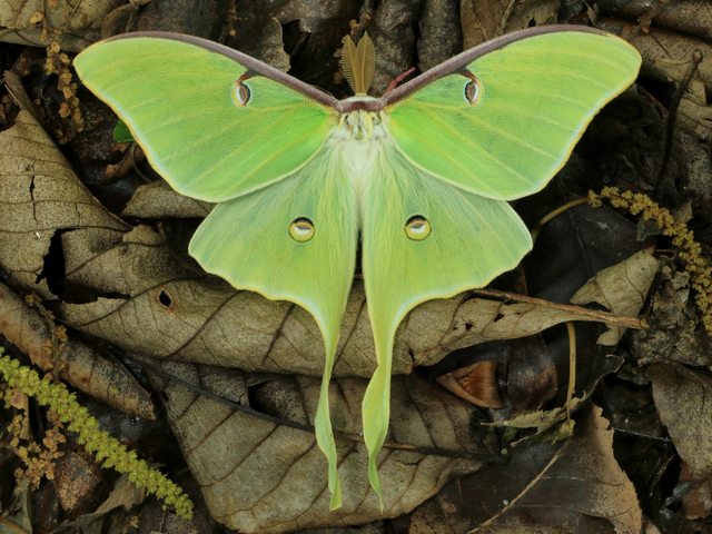 Luna Moth juego de puzzle 
