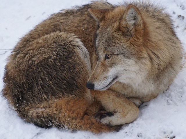 Mongolian Wolf - The Mongolian wolf (also known as the Tibetan wolf) is a beautiful subspecies of the grey wolf which is native to Central Asia and ranges from Turkestan, throughout Tibet to Mongolia, northern China, the western Himalayas in Kashmir and even as far as the Korean peninsula. <br />
The Mongolian wolf still does play an important role in Mongolian culture. Because the Mongolians were herders and hunters, they had great respect for the wolf as a powerful and skilled hunter. <br />
But although that, in the past wolves have been hunted because some viewed them as a threat to livestock and for utilization of the fur. As a result, wolves tend to live mostly far from people and have developed ability to avoid them. - , Mongolian, wolf, wolfs, animals, animal, Tibetan, beautiful, subspecies, subspecie, grey, Central, Asia, Turkestan, Tibet, Mongolia, northern, China, western, Himalayas, Kashmir, Korean, peninsula, important, role, culture, Mongolians, herders, herder, hunters, hunter, respect, powerful, skilled, threat, livestock, fur, people, ability - The Mongolian wolf (also known as the Tibetan wolf) is a beautiful subspecies of the grey wolf which is native to Central Asia and ranges from Turkestan, throughout Tibet to Mongolia, northern China, the western Himalayas in Kashmir and even as far as the Korean peninsula. <br />
The Mongolian wolf still does play an important role in Mongolian culture. Because the Mongolians were herders and hunters, they had great respect for the wolf as a powerful and skilled hunter. <br />
But although that, in the past wolves have been hunted because some viewed them as a threat to livestock and for utilization of the fur. As a result, wolves tend to live mostly far from people and have developed ability to avoid them. Solve free online Mongolian Wolf puzzle games or send Mongolian Wolf puzzle game greeting ecards  from puzzles-games.eu.. Mongolian Wolf puzzle, puzzles, puzzles games, puzzles-games.eu, puzzle games, online puzzle games, free puzzle games, free online puzzle games, Mongolian Wolf free puzzle game, Mongolian Wolf online puzzle game, jigsaw puzzles, Mongolian Wolf jigsaw puzzle, jigsaw puzzle games, jigsaw puzzles games, Mongolian Wolf puzzle game ecard, puzzles games ecards, Mongolian Wolf puzzle game greeting ecard