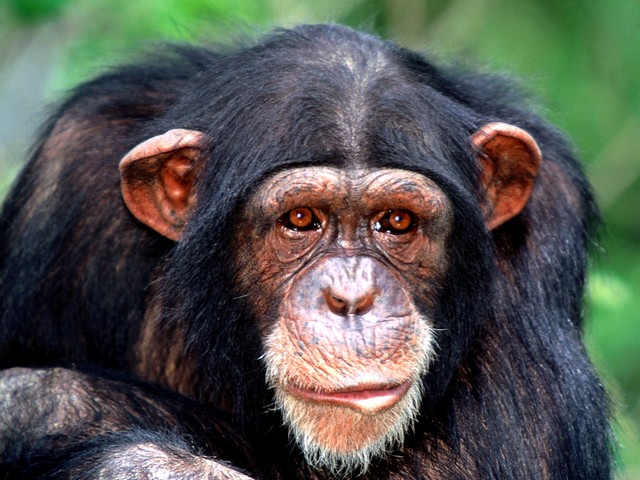 Monkey Common Chimpanzee Puzzle Spiel 